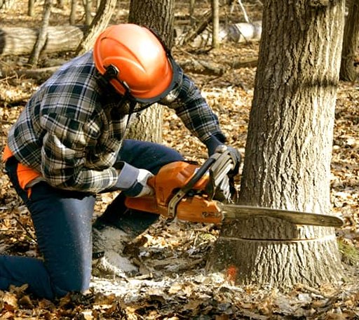 Tree Removal in Jones, OK